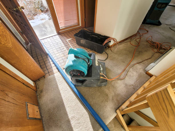 Best Mold removal after water damage  in Glendale, AZ